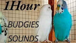 Happy Budgie sounds [upl. by Ameh947]