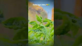 🇮🇳🍀Farming reels ❤️instareels instagood youtubereels khetibadilife villagelife farmerslife [upl. by Phelia401]