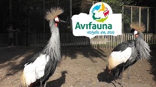 HOLLAND Avifauna Bird Park  Alphen aan den Rijn [upl. by Flint709]