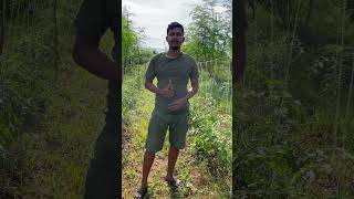 How to control early blight tomato plant disease organicfarming inspiredfromorganicmandya [upl. by Schwerin]