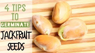 How to Grow JACKFRUITS Trees from seeds🌱  A girl with a garden [upl. by Atilrep]