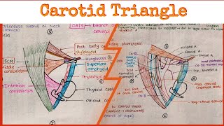 Carotid Triangle [upl. by Bradan]