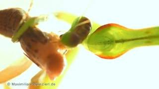 Praying Mantis is eating – transparency inside [upl. by Durante359]