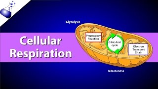 Cellular Respiration [upl. by Honniball652]