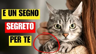 10 cose SEGRETE che i gatti fanno quando ti amano  Lo sapevi [upl. by Romelda]