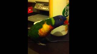 Marley the Rainbow Lorikeet showing off his talking skills [upl. by Radford]