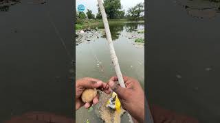 Best Carp Bait Choices A Beginners Guide Part2 fishing fishingvideo hookfishing shorts [upl. by Swanhilda904]