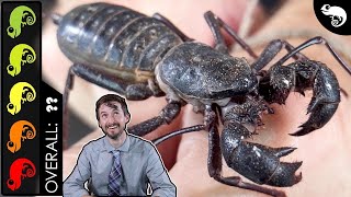 Giant Vinegaroon The Best Pet Invertebrate [upl. by Godfree]