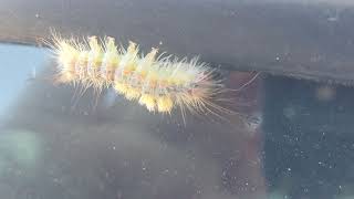 A tussock moth caterpillar on my car [upl. by Ettigirb362]