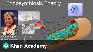 Endosymbiosis theory  Cell structure and function  AP Biology  Khan Academy [upl. by Ahseyn399]