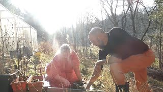 Planting Crocosmia [upl. by Ingamar]