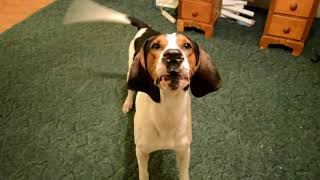 Jax Treeing Walker Coonhound Howling Away [upl. by Scheck]