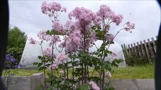 Best plant flowers to attract hoverflies  Giant Aquilegia Thalictrum aquilegifolium [upl. by Llennor]