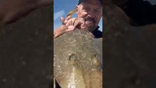 Guitarfish bite red hot this morning in the Southern California surf philfriedman surffishing [upl. by Orabelle]