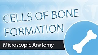 Cells of Bone Formation [upl. by Briny728]