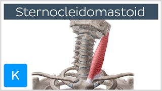 Sternocleidomastoid Muscle Function amp Anatomy  Human Body  Kenhub [upl. by Aleahc]