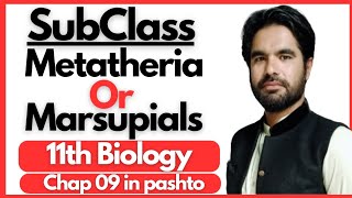 Subclass Metatheria or Marsupials in pashto  11th biology chapter 9  Diversity among animals [upl. by Raimundo]