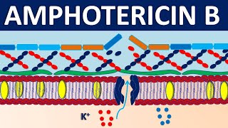 Amphotericin B  Mechanism side effects precautions and uses [upl. by Nylzaj588]