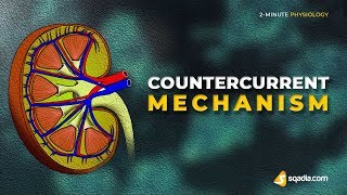 Countercurrent Mechanism  2Minute Physiology Video  Medical Education  VLearning [upl. by Ailegnave]