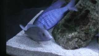 Cyrtocara moorii Blue Dolphin  breeding dance [upl. by Evy]