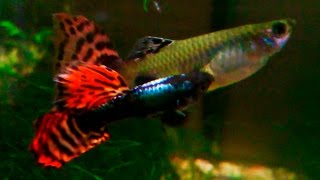 Poecilia reticulata Guppy  Different mating behaviors ᴴᴰ [upl. by Mitchel]