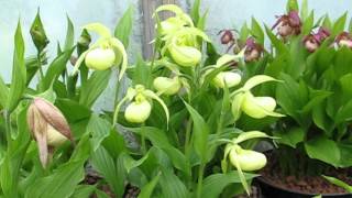 Cypripediums in pots [upl. by Fronniah]