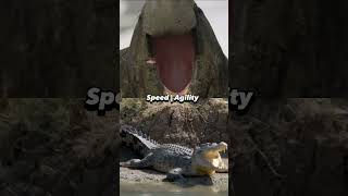 Elephant Seal Vs Saltwater Crocodile [upl. by Otto]