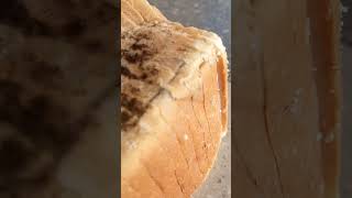 BREAD Mould  Rhizopus  Fungi [upl. by Lahey]