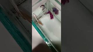 22102024 Betta fish full moon golden Betta fish blue and red full moon Betta fish October battery [upl. by Lehrer]