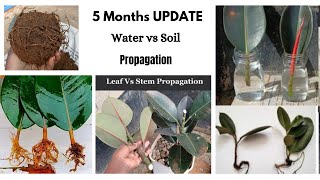 Rubber Plant Propagation Update 5 Months Later [upl. by Dnar]