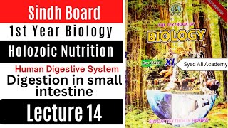 digestion in small intestine holozoic nutrition Human digestive system class 11 biology Sindh board [upl. by Nodnol]