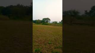 Farmer field in forest area [upl. by Fitzger]