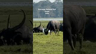 Kaziranga parkeastern zoneJungli bhaisawildlife loverphotographyviralreeltreandigytshot [upl. by Notlem]