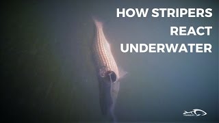 How Stripers React Under Water And How To Adjust [upl. by My]