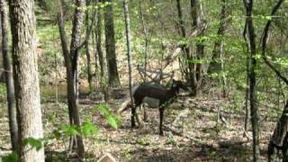 Traditional Archery 3d in North carolina at the GPAA [upl. by Nawud]