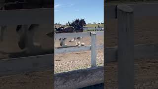 Horse show live Markham Fair 2024 [upl. by Derfnam]