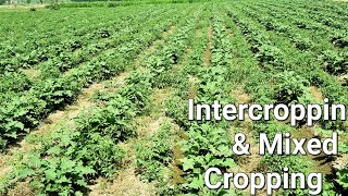 Intercropping  intercroppin and mixed cropping  companion Planting with tomatoes and eggplant [upl. by Nabila]