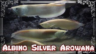 Albino silver arowana [upl. by Eserahc673]