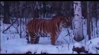 巨大雄偉野生東北虎再現東北Huge wild Siberian tiger appears in northeast China [upl. by Yruy]