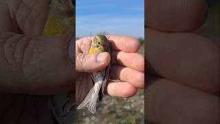 Канареечный ВЬЮРОК 🐦🐦🐦 Обзор очень редкой птички 🔥🔥🔥лат Serinus serinus canary finch [upl. by Gitel651]