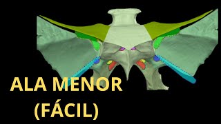 ALA MENOR DEL ESFENOIDES 3D FÁCIL [upl. by Attener113]