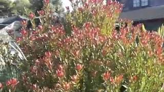 Leucadendron Safari Sunset  Red Cone Bush [upl. by Leora808]