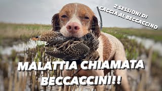 MALATI di BECCACCINI  Due SESSIONI di CACCIA al BECCACCINO [upl. by Antonius]