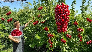 AZERBAIJAN COOKING  Picking Wild Cornelian Cherries and Make Pickled Appetizers [upl. by O'Donoghue]