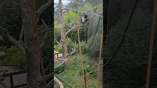 WHITE HANDED GIBBON TREE MONKEY HABITAT [upl. by Noled]