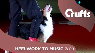 Skiffle The Dog Performs Winning Heelwork To Music Routine  Crufts 2019 [upl. by Asoral243]