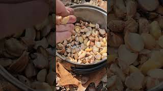 How to eat acorns  hot leaching method by boiling the tannic acid out [upl. by Proulx]