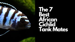 The 7 Best African Cichlid Tank Mates 🐟 [upl. by Kilian]