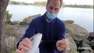 Georges River 2 I Fishing for Mullet [upl. by Anaela]