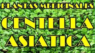 Centella Asiatica Propiedades Centella Asiatica [upl. by Labina702]